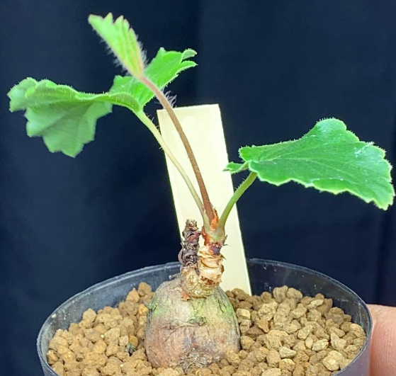 Pelargonium luridum 3 Seeds