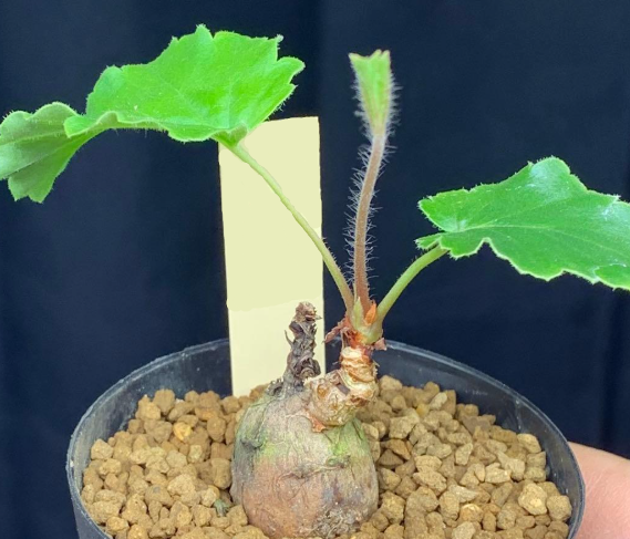 Pelargonium luridum 3 Seeds