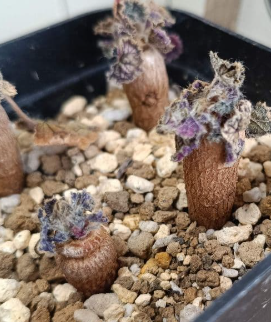 Pelargonium Berkeley 3 Seeds