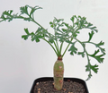 Pelargonium crithmifolium 3 Seeds