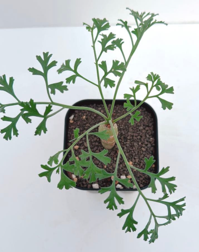 Pelargonium crithmifolium 3 Seeds