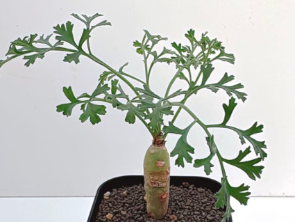 Pelargonium crithmifolium 3 Seeds