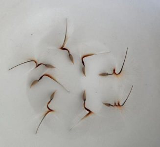 Pelargonium appendikratum 3 Seeds