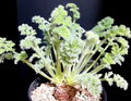 Pelargonium appendikratum 3 Seeds