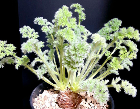Pelargonium appendikratum 3 Seeds