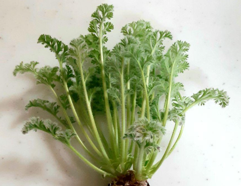 Pelargonium appendikratum 3 Seeds