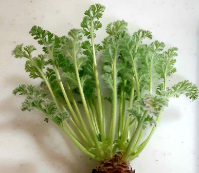 Pelargonium appendikratum 3 Seeds