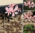 Pelargonium nephrophyllum 3 Seeds