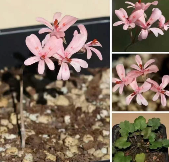 Pelargonium nephrophyllum 3 Seeds