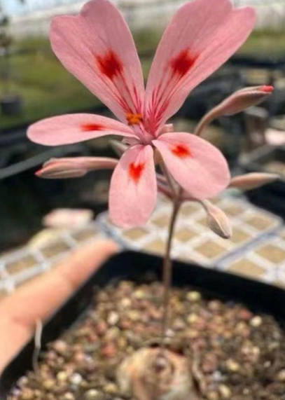 Pelargonium nephrophyllum 3 Seeds