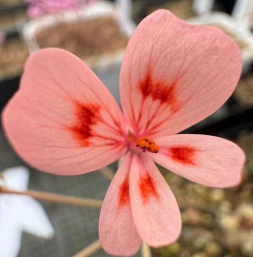 Pelargonium nephrophyllum 3 Seeds