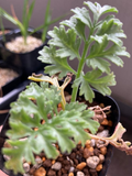 Pelargonium paniculatum 3 Seeds