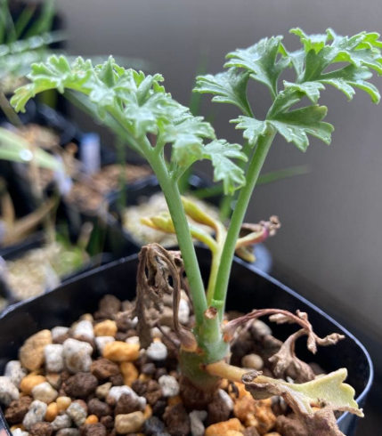 Pelargonium paniculatum 3 Seeds