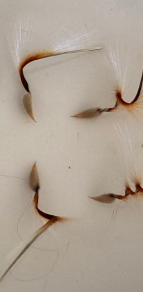 Pelargonium paniculatum 3 Seeds