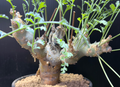 Pelargonium parabiflorum 3 Seeds