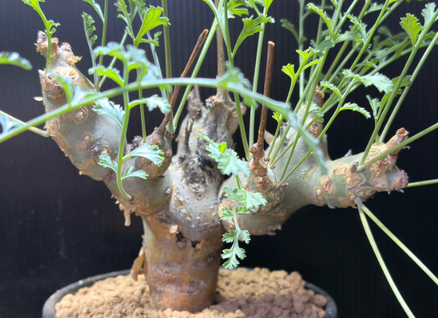 Pelargonium parabiflorum 3 Seeds