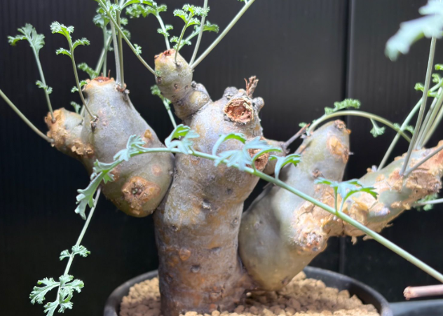 Pelargonium parabiflorum 3 Seeds