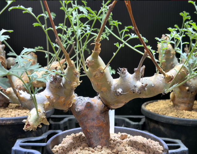 Pelargonium parabiflorum 3 Seeds