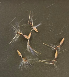Pelargonium hystrix 3 Seeds