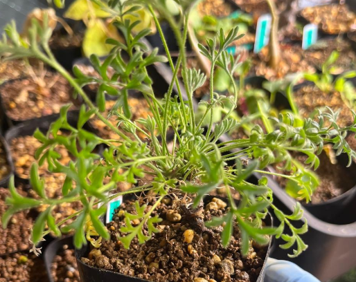 Pelargonium hystrix 3 Seeds