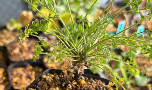 Pelargonium hystrix 3 Seeds