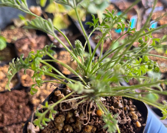 Pelargonium hystrix 3 Seeds