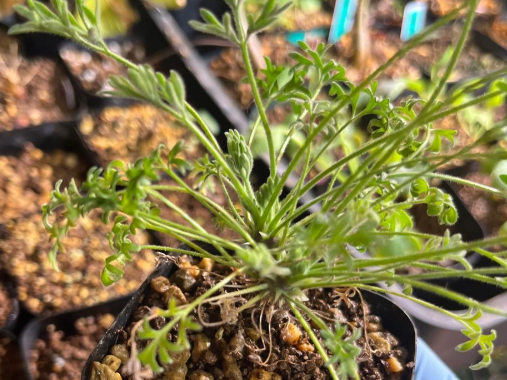Pelargonium hystrix 3 Seeds