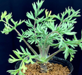 Pelargonium Classicale 3 Seeds
