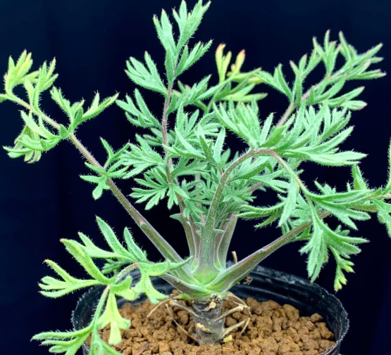 Pelargonium Classicale 3 Seeds
