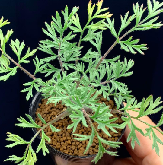 Pelargonium Classicale 3 Seeds
