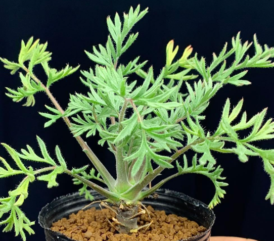 Pelargonium Classicale 3 Seeds