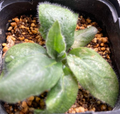 Pelargonium auritum var. carneum 3 Seeds