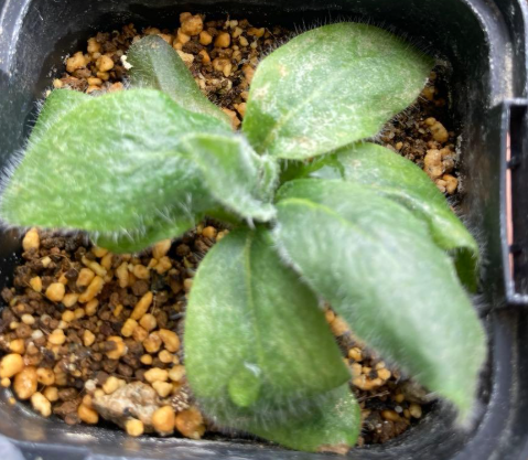 Pelargonium auritum var. carneum 3 Seeds