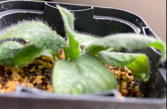 Pelargonium auritum var. carneum 3 Seeds