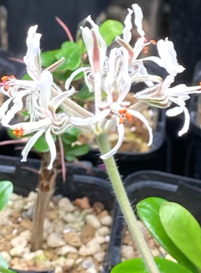 Pelargonium auritum var. carneum 3 Seeds