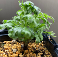 Pelargonium sericifolium 3 Seeds
