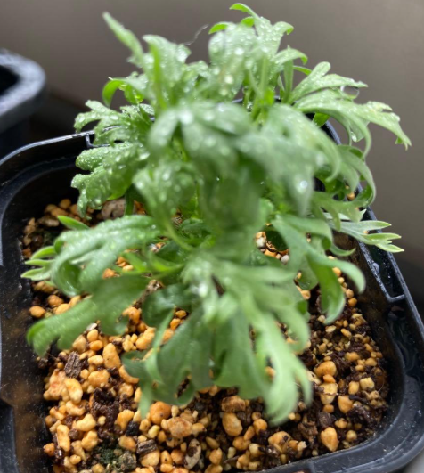 Pelargonium sericifolium 3 Seeds
