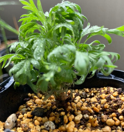 Pelargonium sericifolium 3 Seeds