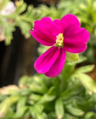 Pelargonium sericifolium 3 Seeds