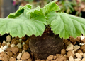Pelargonium oblongatum 3 Seeds