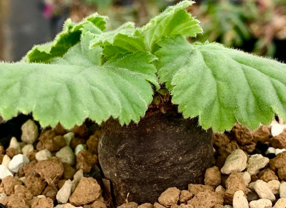 Pelargonium oblongatum 3 Seeds