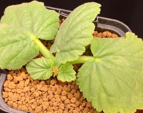 Pelargonium oblongatum 3 Seeds