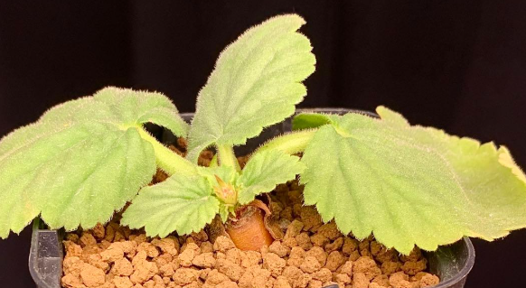 Pelargonium oblongatum 3 Seeds