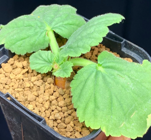 Pelargonium oblongatum 3 Seeds