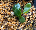 Pelargonium leipoldtii 3 Seeds