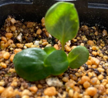 Pelargonium leipoldtii 3 Seeds