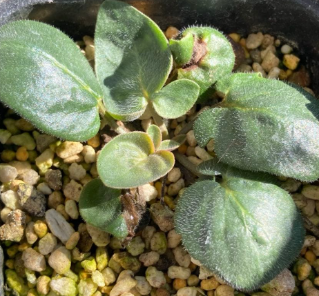 Pelargonium parvipetalum 3 Seeds