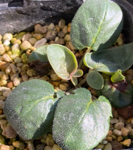 Pelargonium parvipetalum 3 Seeds