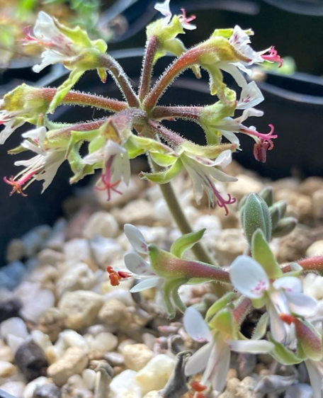 Pelargonium parvipetalum 3 Seeds