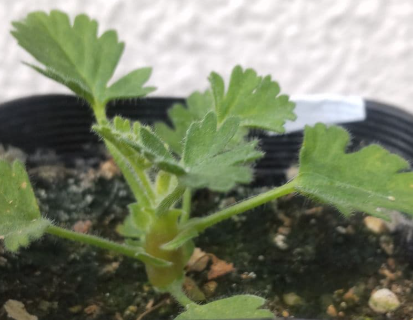 Pelargonium fulgidum 3 Seeds